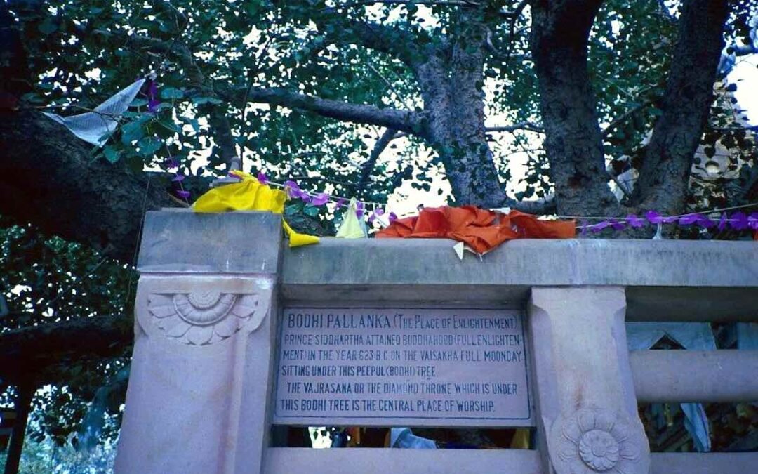 Sotto l’Albero della Bodhi: il luogo dove il mondo si svegliò